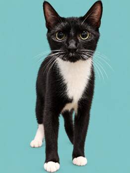 Melody -  Domestic Short Hair Cat for Adoption in Emerald Isle, North Carolina - Melody | PetCurious