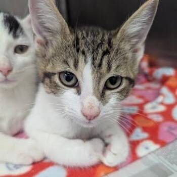 Pebbles -  Domestic Short Hair Cat for Adoption in Jeffersonville, Indiana - Pebbles | PetCurious