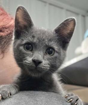 Merrick -  Domestic Short Hair Cat for Adoption in Hillsdale, Indiana - Merrick | PetCurious