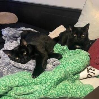 Rescue Domestic Short Hair Cats for Adoption in Waltham, Massachusetts - Squash & Gravy | PetCurious