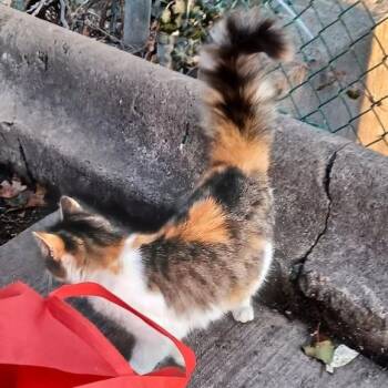 Domestic Long Hair Cats Available for Adoption in New York, New York - Favor | PetCurious