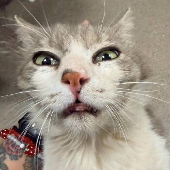 Domestic Short Hair Cats Available for Adoption in Las Cruces, New Mexico - Jack | PetCurious