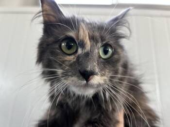 MARGARETTE -  Domestic Medium Hair Cat for Adoption in San Bernardino, California - MARGARETTE | PetCurious