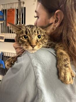Tom Petty -  Domestic Short Hair Cat for Adoption in West Mifflin, Pennsylvania - Tom Petty | PetCurious