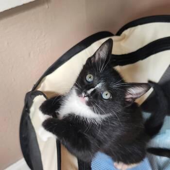 BUTTERNUT -  Tuxedo Cat for Adoption - BUTTERNUT | PetCurious