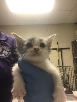 A428387 -  Domestic Short Hair Cat for Adoption in Conroe, Texas - A428387 | PetCurious