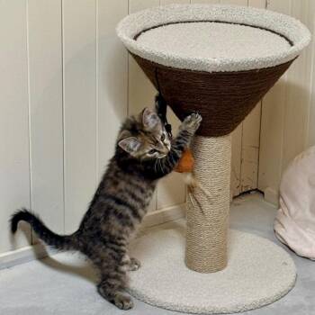 Dash -  Domestic Short Hair Cat Available for Adoption in Huntsville, Alabama - Dash | PetCurious