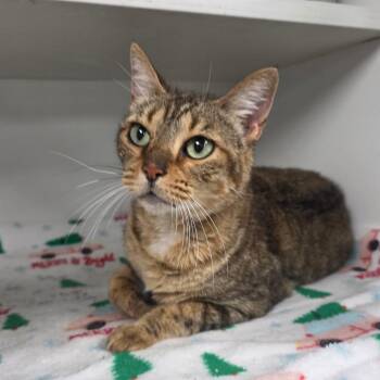 Domestic Short Hair Cats Available for Adoption - Miley | PetCurious