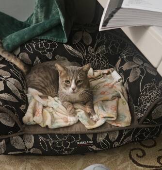 Rescue Domestic Short Hair Cats for Adoption in Enfield, Connecticut - Manny | PetCurious