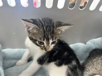 A383546 -  Domestic Short Hair Cat for Adoption in Ocala, Florida - A383546 | PetCurious