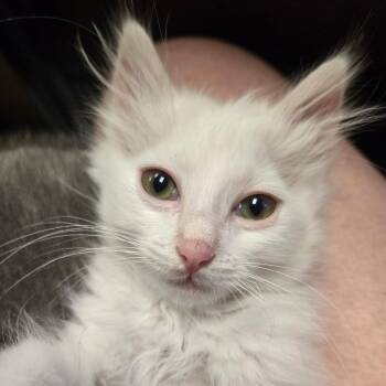 Everest -  Domestic Long Hair Cat for Adoption in Coos Bay, Oregon - Everest | PetCurious