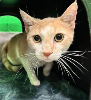 EAGON -  Domestic Short Hair Cat for Adoption in Peoria, Illinois - EAGON | PetCurious