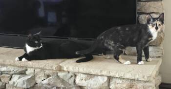 Domestic Short Hair Cats Available for Adoption in Lemoyne, Pennsylvania - Fred & Ginger | PetCurious