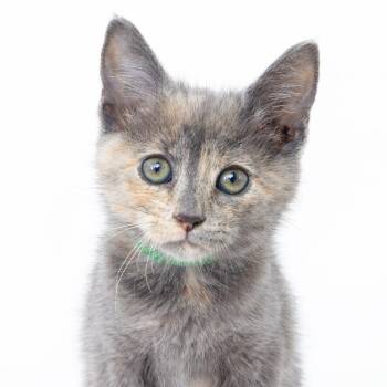 Mabel -  Domestic Short Hair Cat for Adoption in Franklin, Tennessee - Mabel | PetCurious