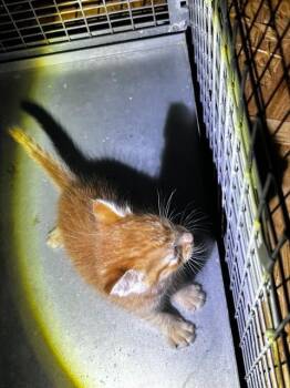 Rescue Domestic Medium Hair Cats for Adoption in Dallas, Texas - GINGER | PetCurious