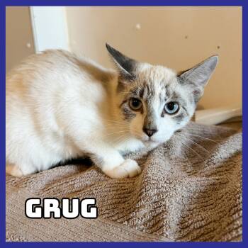 Grug -  Siamese Cat for Adoption in Glenwood, Minnesota - Grug | PetCurious