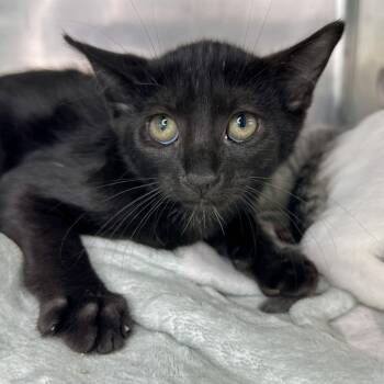 Titan -  Domestic Short Hair Cat for Adoption in Matteson, Illinois - Titan | PetCurious