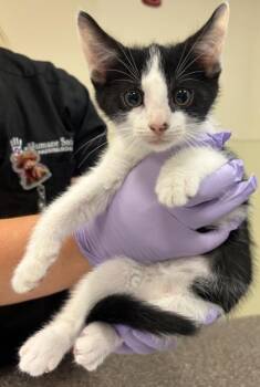 Oreo -  Domestic Short Hair Cat for Adoption in West Chester, Pennsylvania - Oreo | PetCurious