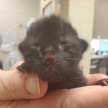 Baby Jane Doe -  Domestic Short Hair Cat for Adoption in Asheville, North Carolina - Baby Jane Doe | PetCurious