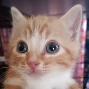 Pumpkin -  Domestic Short Hair Cat for Adoption in Marion, Illinois - Pumpkin | PetCurious