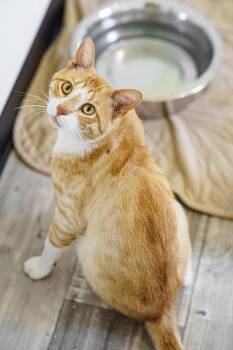 Tom -  American Shorthair Cat Available for Adoption in Lampasas, Texas - Tom | PetCurious