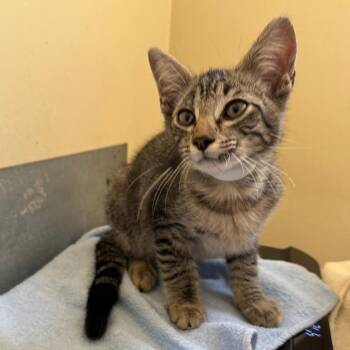Weather -  Domestic Short Hair Cat for Adoption in Pasadena, California - Weather | PetCurious