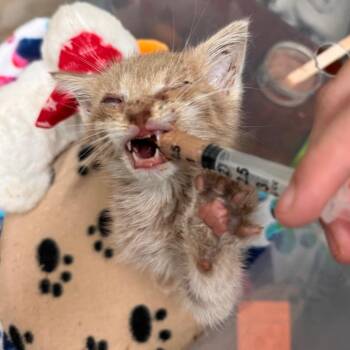 Kacheek -  Domestic Short Hair Cat for Adoption in Lynchburg, Virginia - Kacheek | PetCurious