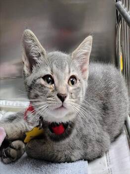 CHAD -  Domestic Short Hair Cat for Adoption in St. Louis, Missouri - CHAD | PetCurious