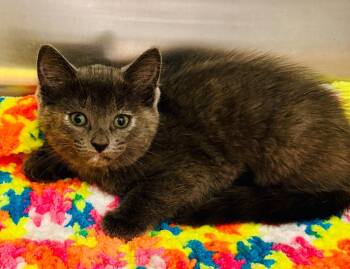 Domestic Short Hair Cats Available for Adoption - Storm (Petsmart) | PetCurious