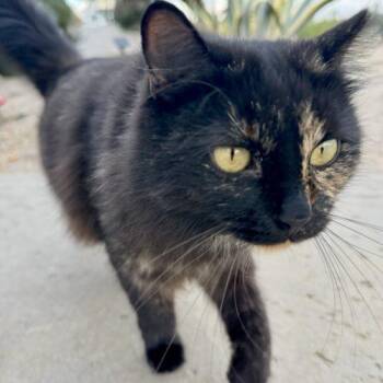 Baby -  Tortoiseshell Cat Available for Adoption in Coachella, California - Baby | PetCurious