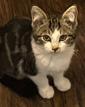 Rescue Tabby and Domestic Short Hair Cats for Adoption - Jim | PetCurious