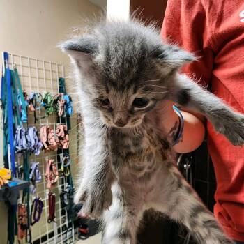 Piglet -  Domestic Short Hair Cat for Adoption in Columbus, North Carolina - Piglet | PetCurious