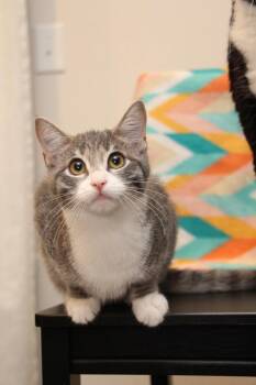 Lizzie M -  Domestic Short Hair Cat for Adoption in Vancouver, Washington - Lizzie M | PetCurious