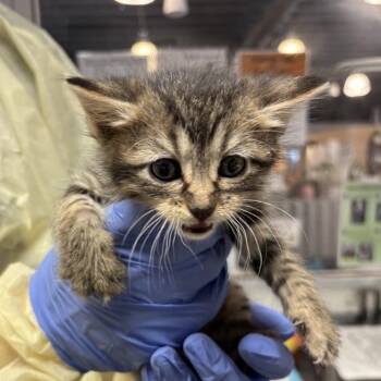 Thunderbolt -  Domestic Short Hair Cat for Adoption in Salt Lake City, Utah - Thunderbolt | PetCurious