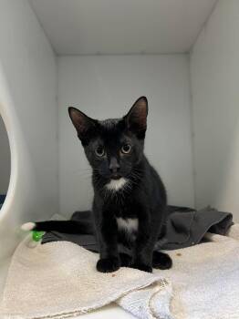HERSHEY -  Domestic Short Hair Cat for Adoption in Delson, Quebec - HERSHEY | PetCurious