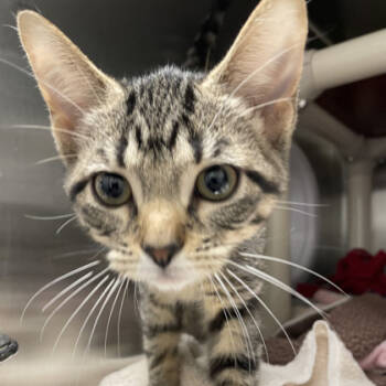 Rescue Domestic Short Hair Cats for Adoption in Wheaton, Illinois - Funway | PetCurious