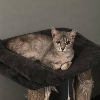 Autumn -  Domestic Short Hair Cat for Adoption in La Grange, Kentucky - Autumn | PetCurious