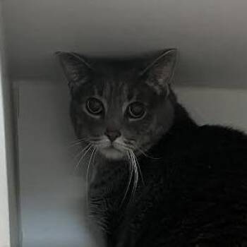 Trixie -  Domestic Short Hair Cat for Adoption in Dearborn, Michigan - Trixie | PetCurious