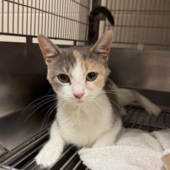 Montana -  Domestic Short Hair Cat for Adoption in Bristol, Indiana - Montana | PetCurious