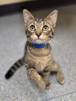 Kip -  Domestic Short Hair Cat for Adoption in Westland, Michigan - Kip | PetCurious