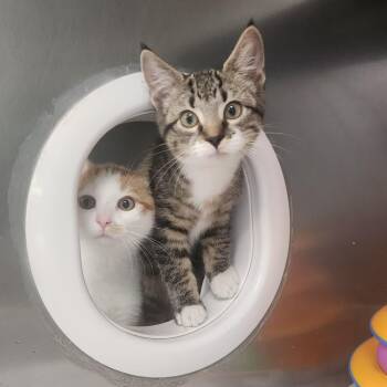 Latte -  Domestic Short Hair Cat for Adoption in Brockton, Massachusetts - Latte | PetCurious