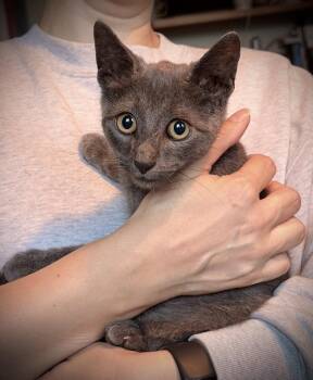Georgie -  Domestic Short Hair Cat for Adoption - Georgie | PetCurious