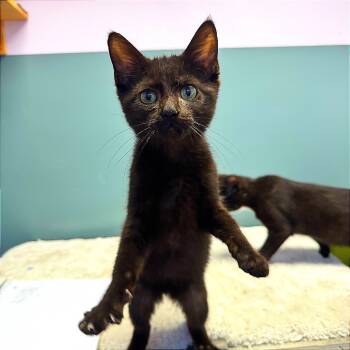 Rescue Domestic Short Hair Cats for Adoption in Hannibal, Missouri - Austin | PetCurious
