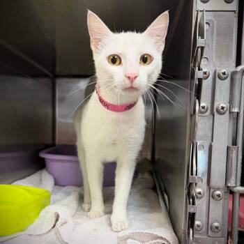 Kirby -  Domestic Short Hair Cat for Adoption in Ardmore, Oklahoma - Kirby | PetCurious