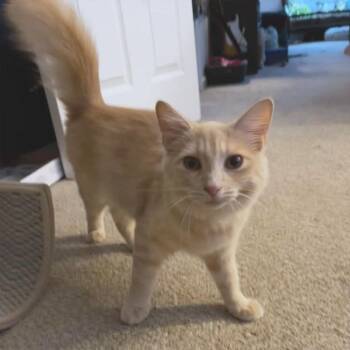 Mimosa -  Domestic Long Hair Cat for Adoption in Durham, North Carolina - Mimosa | PetCurious
