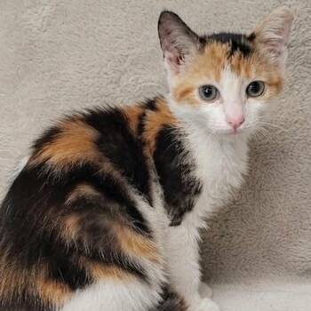 Chance -  Calico Cat for Adoption in Wyandotte, Michigan - Chance | PetCurious