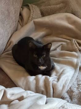 Rescue Domestic Short Hair Cats for Adoption in Vancouver, Washington - Lucas | PetCurious