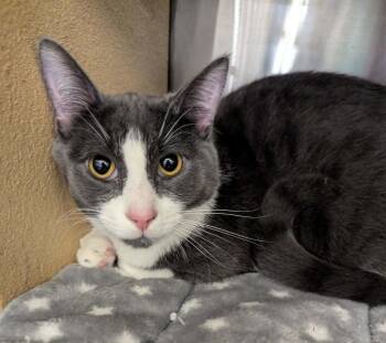 Domestic Short Hair Cats Available for Adoption in South Bend, Indiana - Shieva | PetCurious