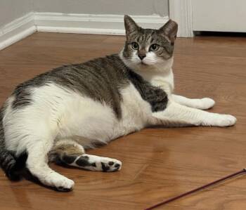 Rescue Domestic Short Hair Cats for Adoption in Alexandria, Virginia - Vanny | PetCurious