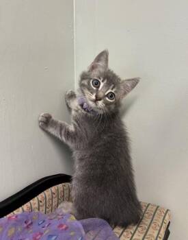 Domestic Short Hair Cats Available for Adoption in Picayune, Mississippi - Pandora | PetCurious